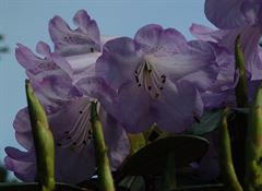 R.campanulatum var. Knap Hill